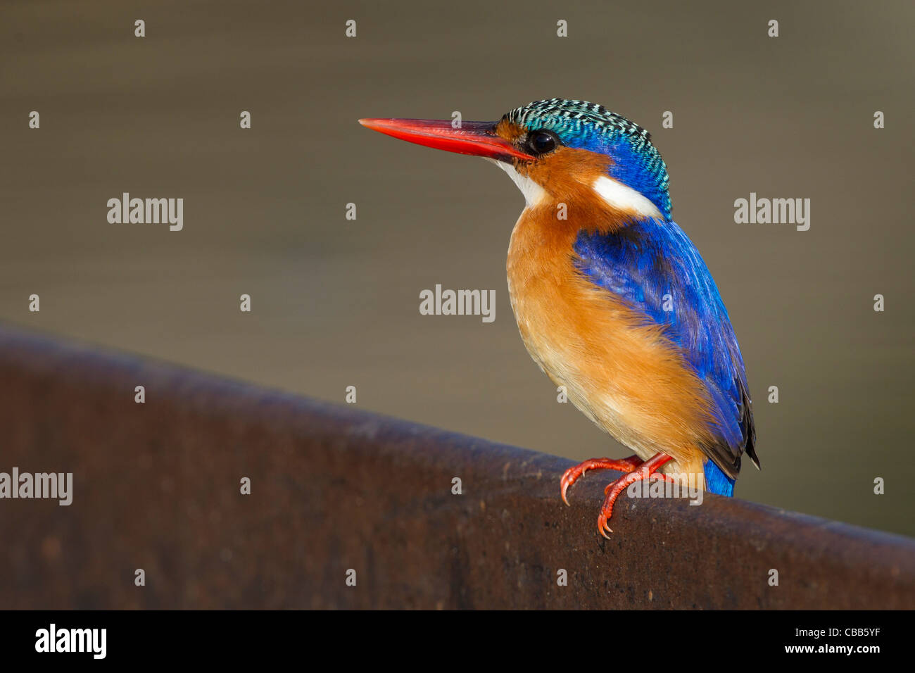 Colores sorprendentes en este Malachite Kingfisher Foto de stock
