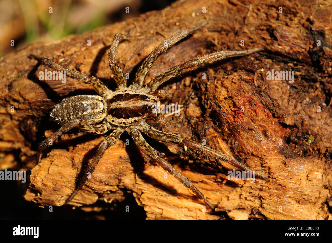 Araña Lobo europeo o falso Tarantula (Hogna radiata) Foto de stock