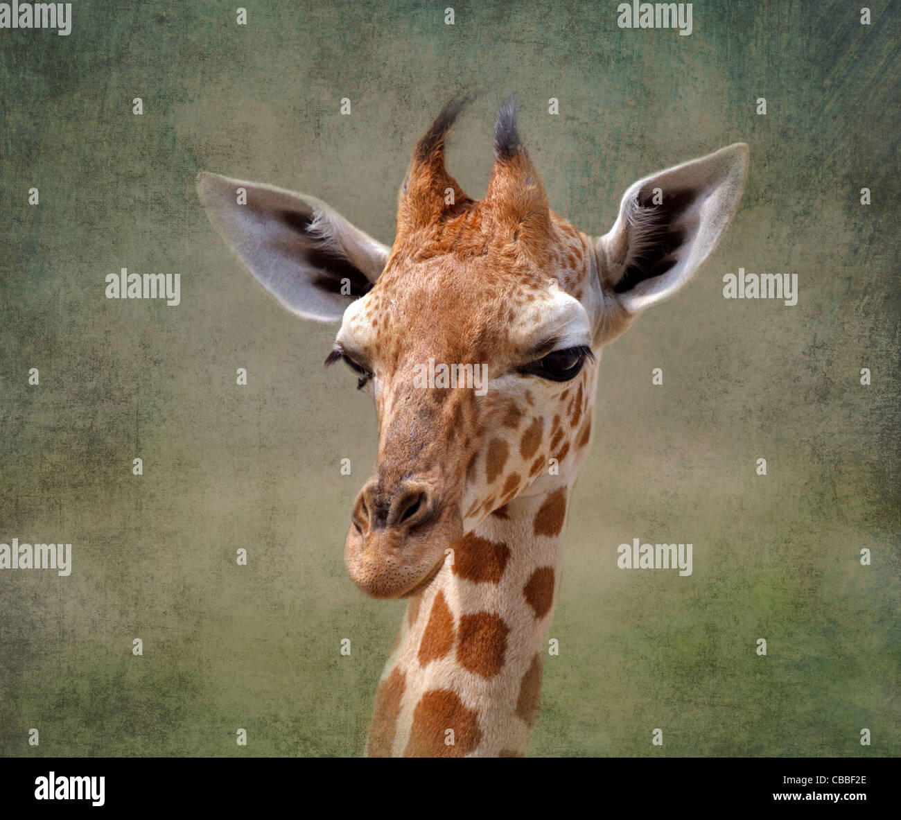 Bebé; jirafa Giraffa camelopardalis. Retrato de un bebé de seis semanas las jirafas. Foto de stock