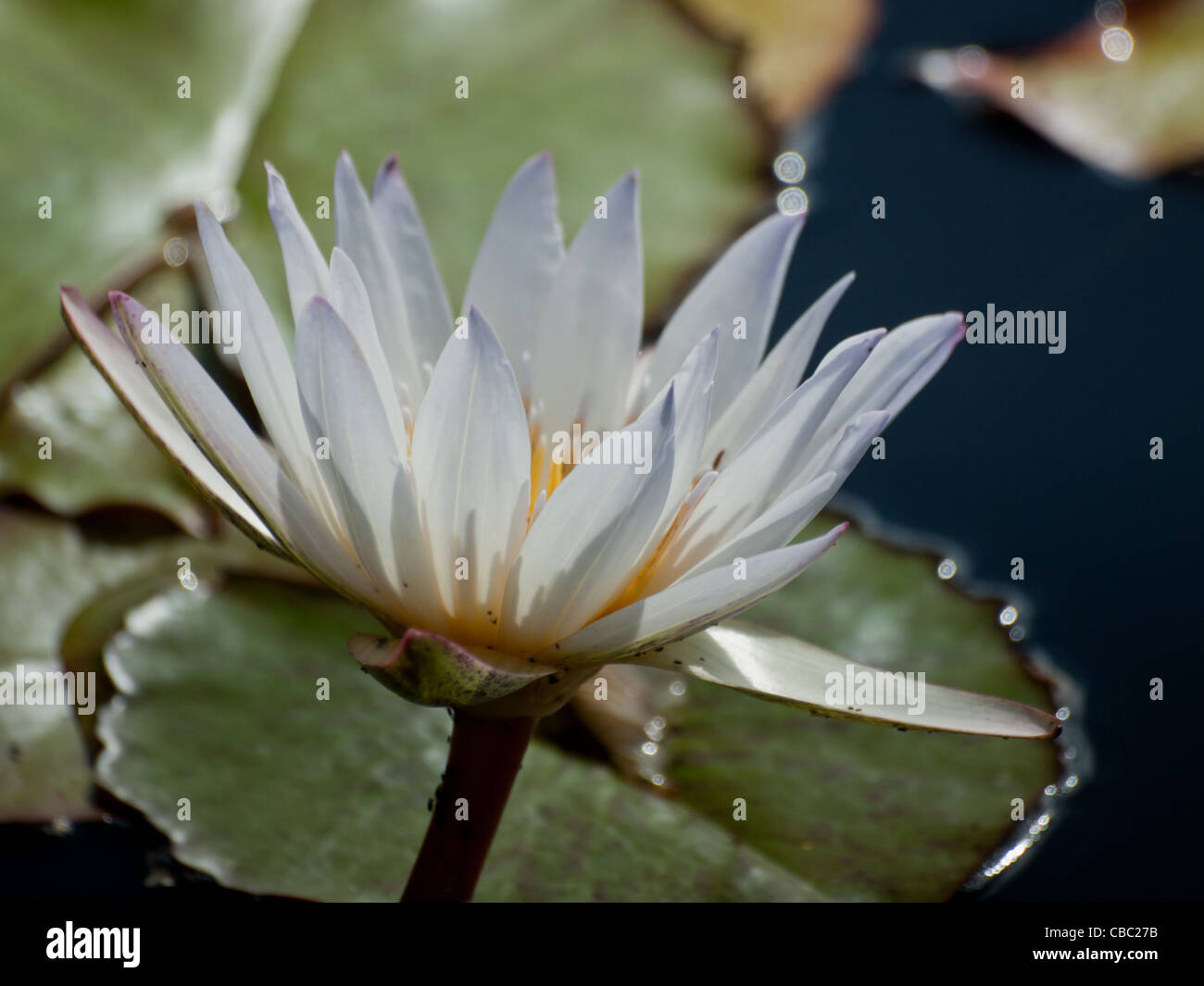 Inocencia agua lirio. La inocencia es un lirio blanco fuertemente vívidamente con hojas muy moteado. Lo más importante es la flor blanca pura y única que se alza sobre el agua en un tallo extremadamente robusto Foto de stock