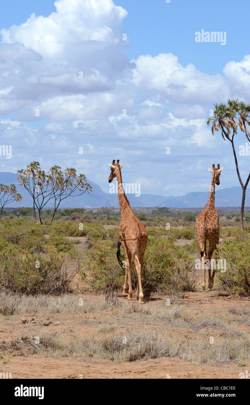 Kenya, Reserva Nacional de Samburu, Kenia, reticulada jirafas, Giraffa camelopardalis reticulata, cerca de un árbol de acacia Foto de stock