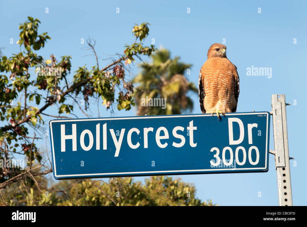 Un águila en signo Hollycrest Hollywood Hills de Los Ángeles, California, Estados Unidos Foto de stock