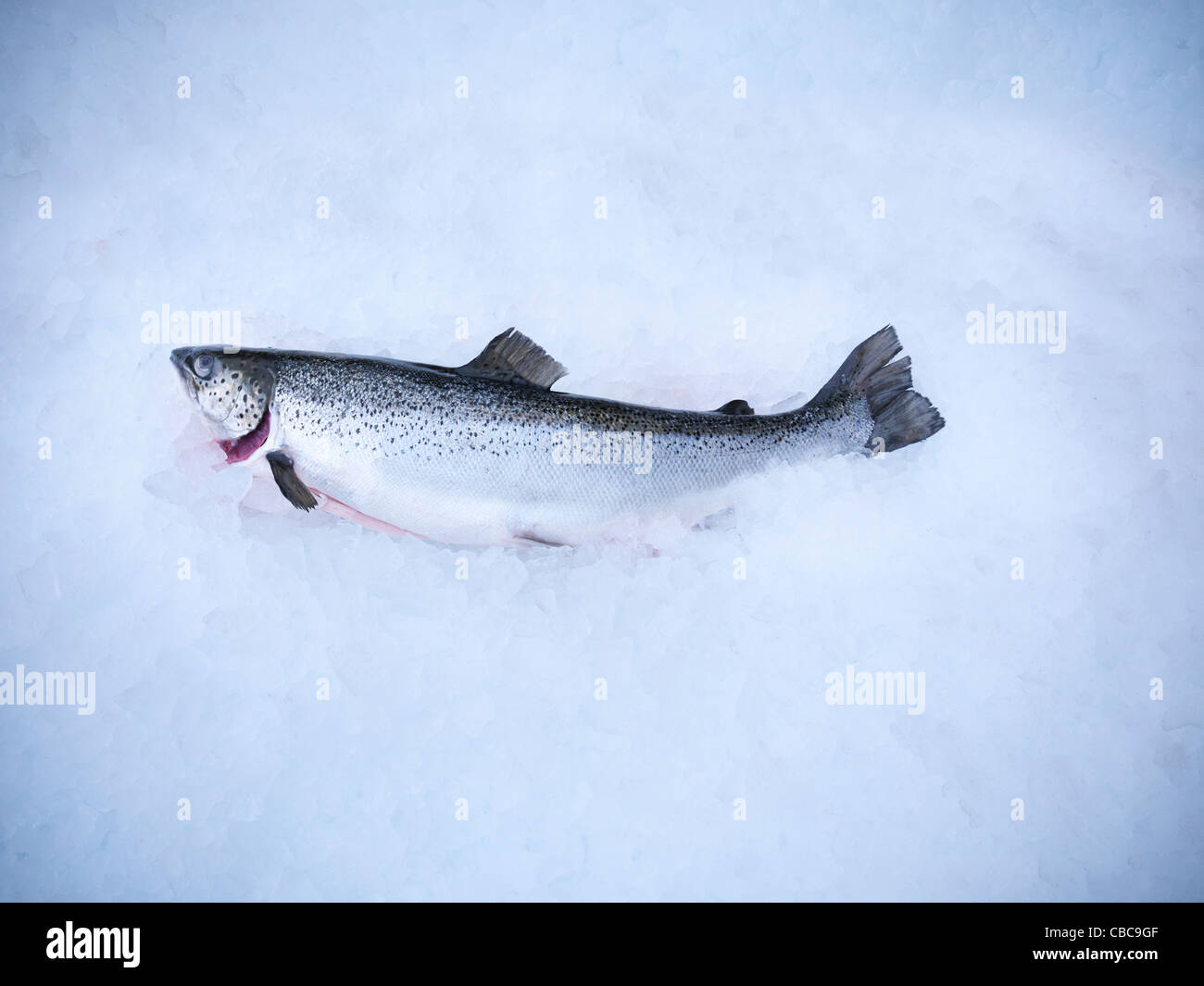 Pescado fresco en la cama de hielo Foto de stock