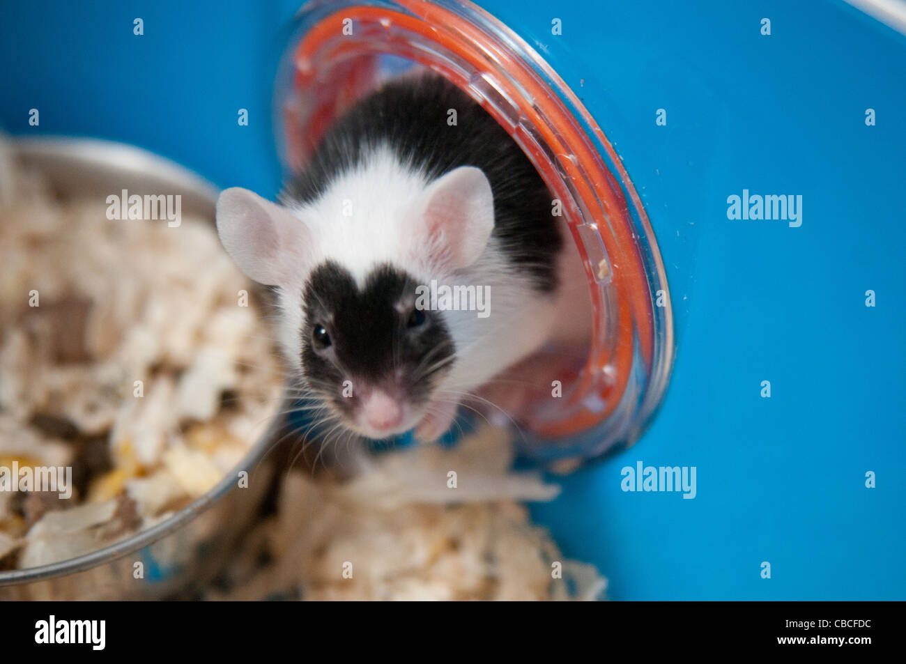 Ratón que sobresale de un túnel en su jaula Foto de stock