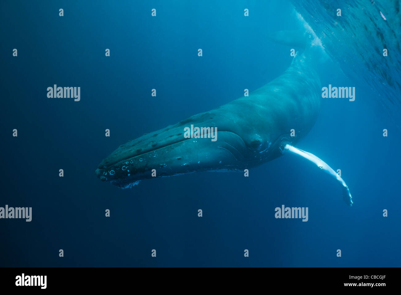 La ballena jorobada, Megaptera novaeangliae, Mar Caribe Dominica Foto de stock