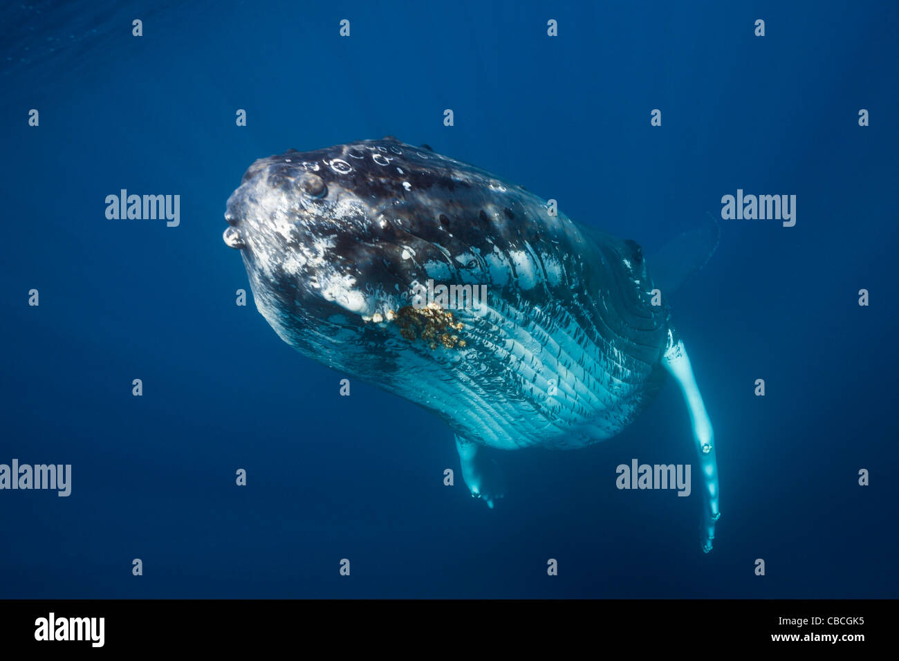 La ballena jorobada, Megaptera novaeangliae, Mar Caribe Dominica Foto de stock