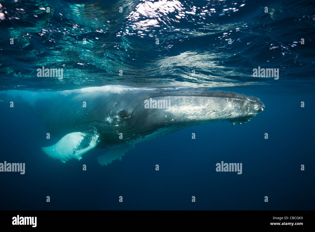 La ballena jorobada, Megaptera novaeangliae, Mar Caribe Dominica Foto de stock