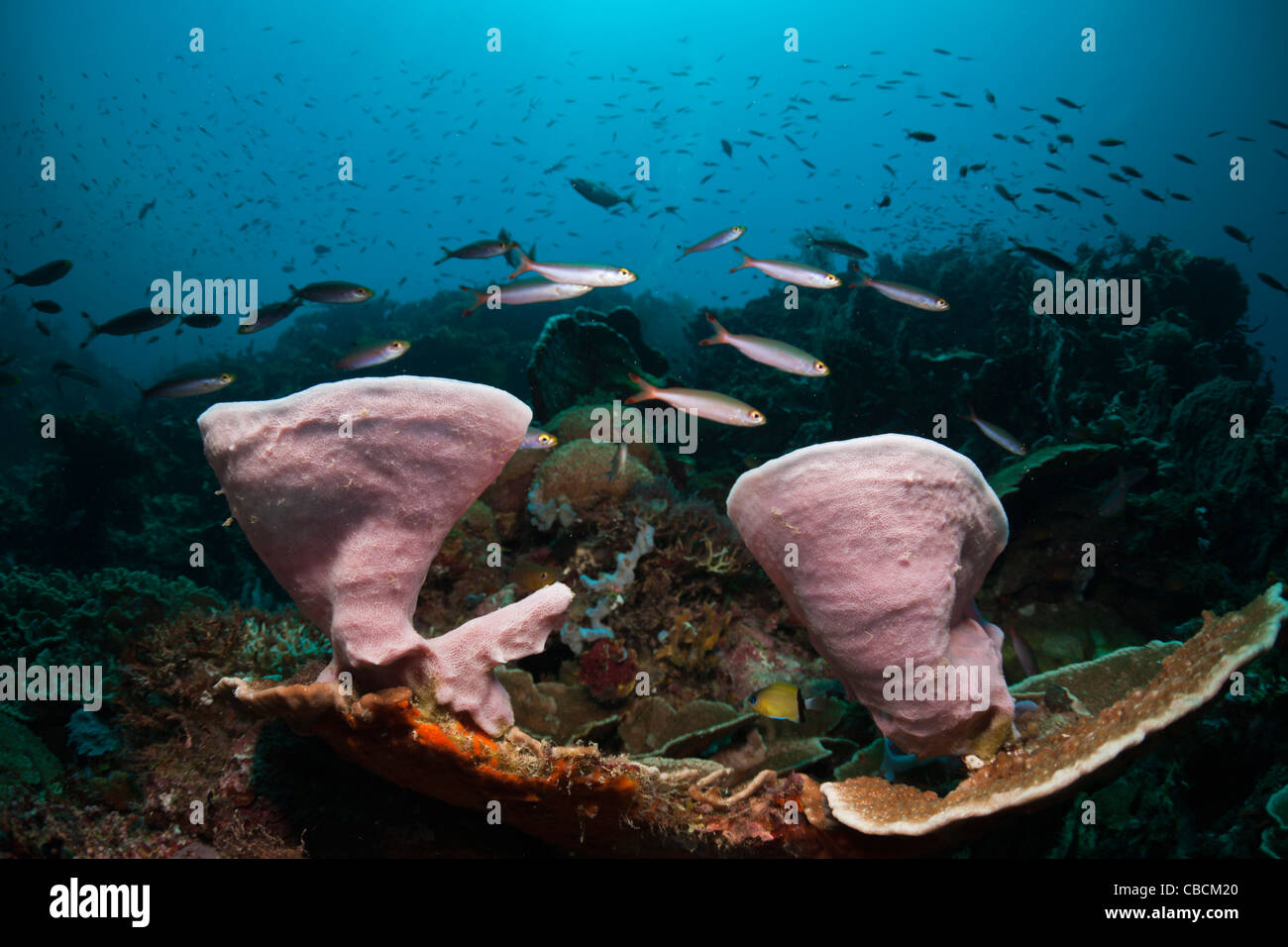 Rosa esponjas en los Arrecifes de Coral, Porifera, la bahía de Cenderawasih, Papua Occidental, Indonesia Foto de stock