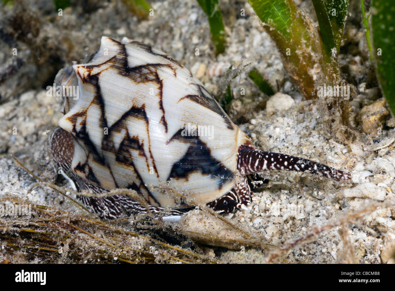Bat CARACOL caracol de mar depredadora, Cymbiola vespertilio, la bahía de Cenderawasih, Papua Occidental, Indonesia Foto de stock