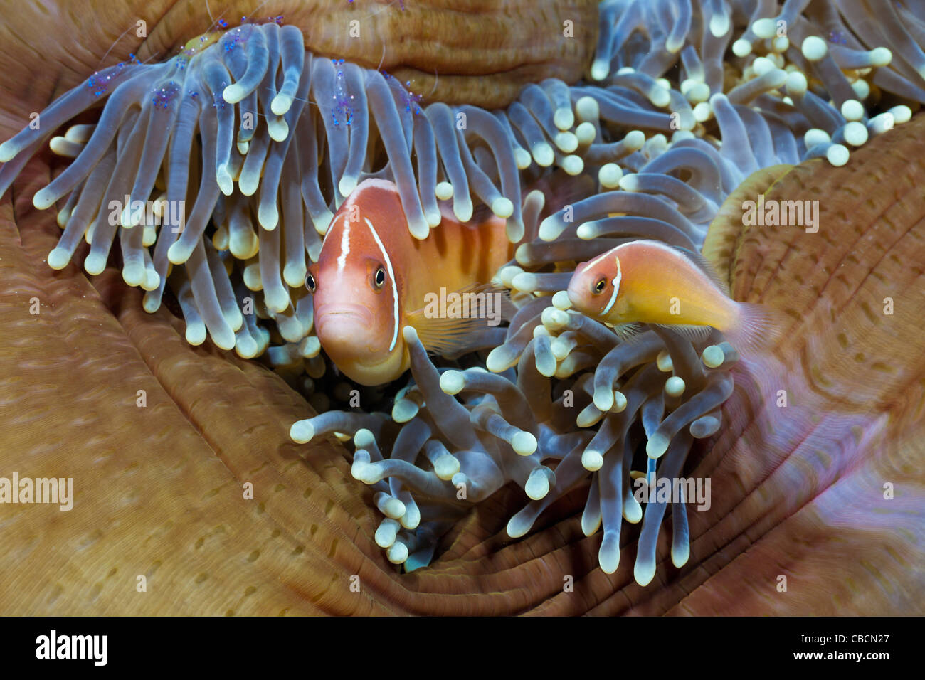 Rosa Anemonefish anémona de mar Amphiprion perideraion, Heteractis magnifica, Papua Occidental, Indonesia simbiosis pez payaso Foto de stock