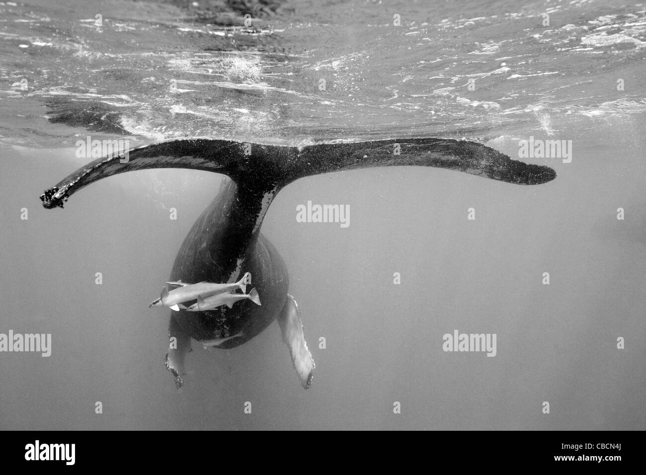 La ballena jorobada, Megaptera novaeangliae, Banco de Plata, Océano Atlántico, República Dominicana Foto de stock