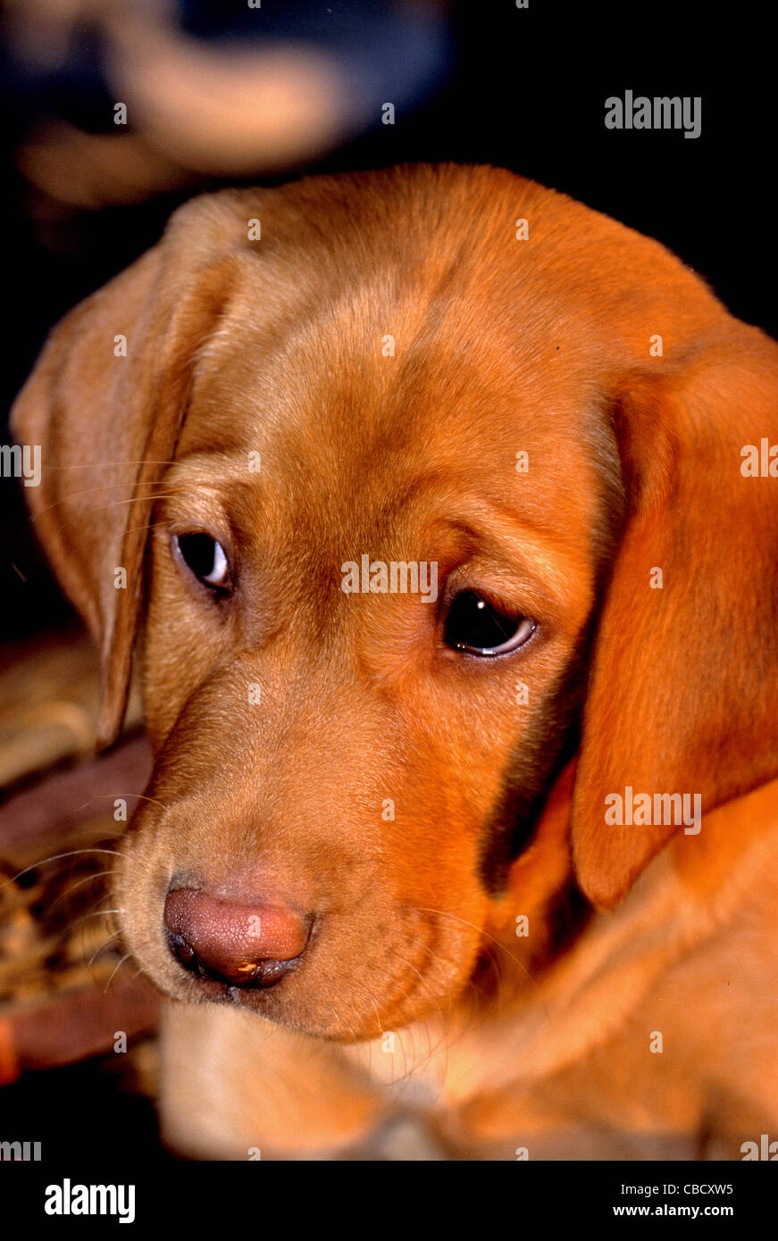 Cachorro Labrador retriever amarillo Foto de stock