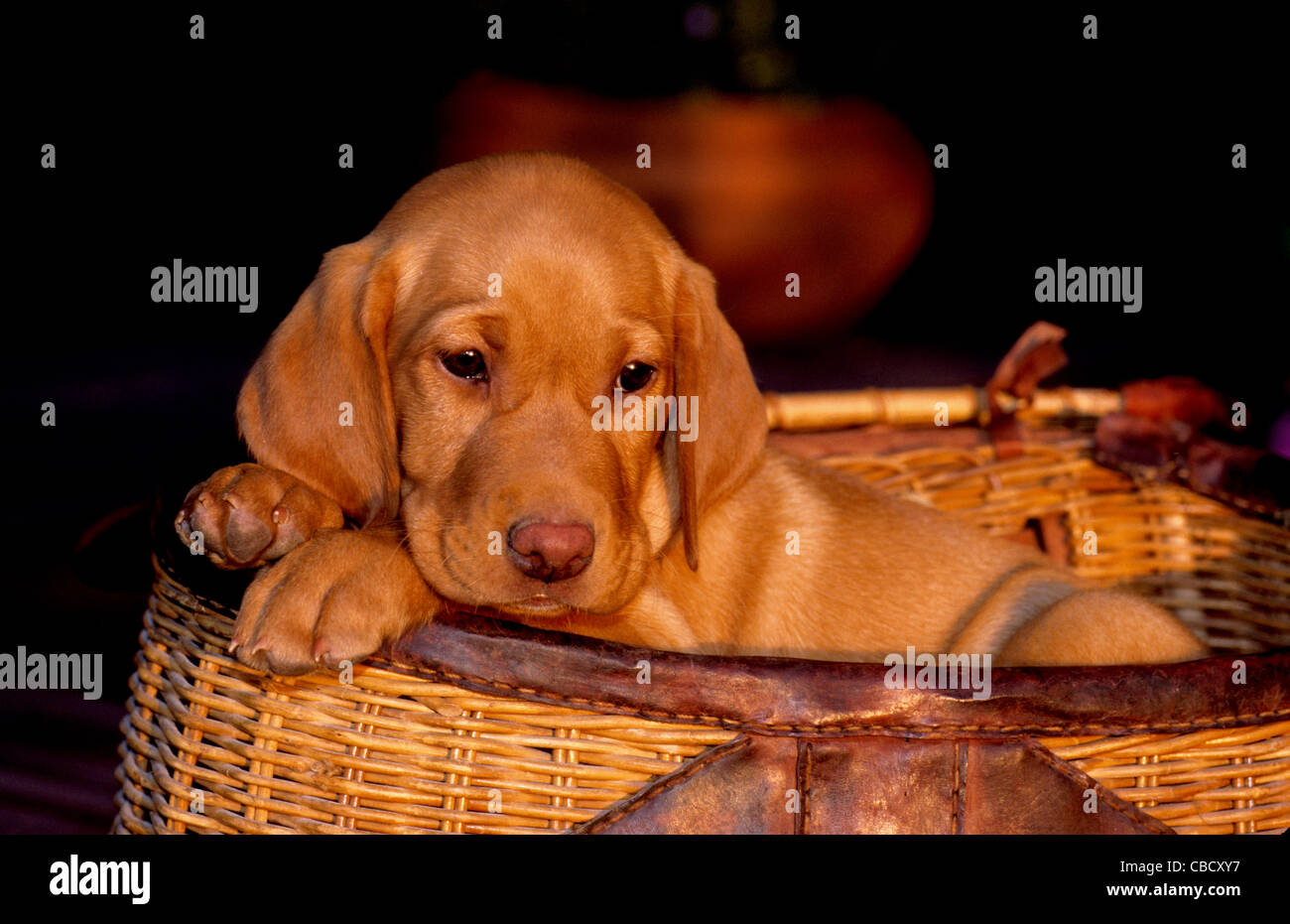 Cachorro Labrador retriever amarillo Foto de stock