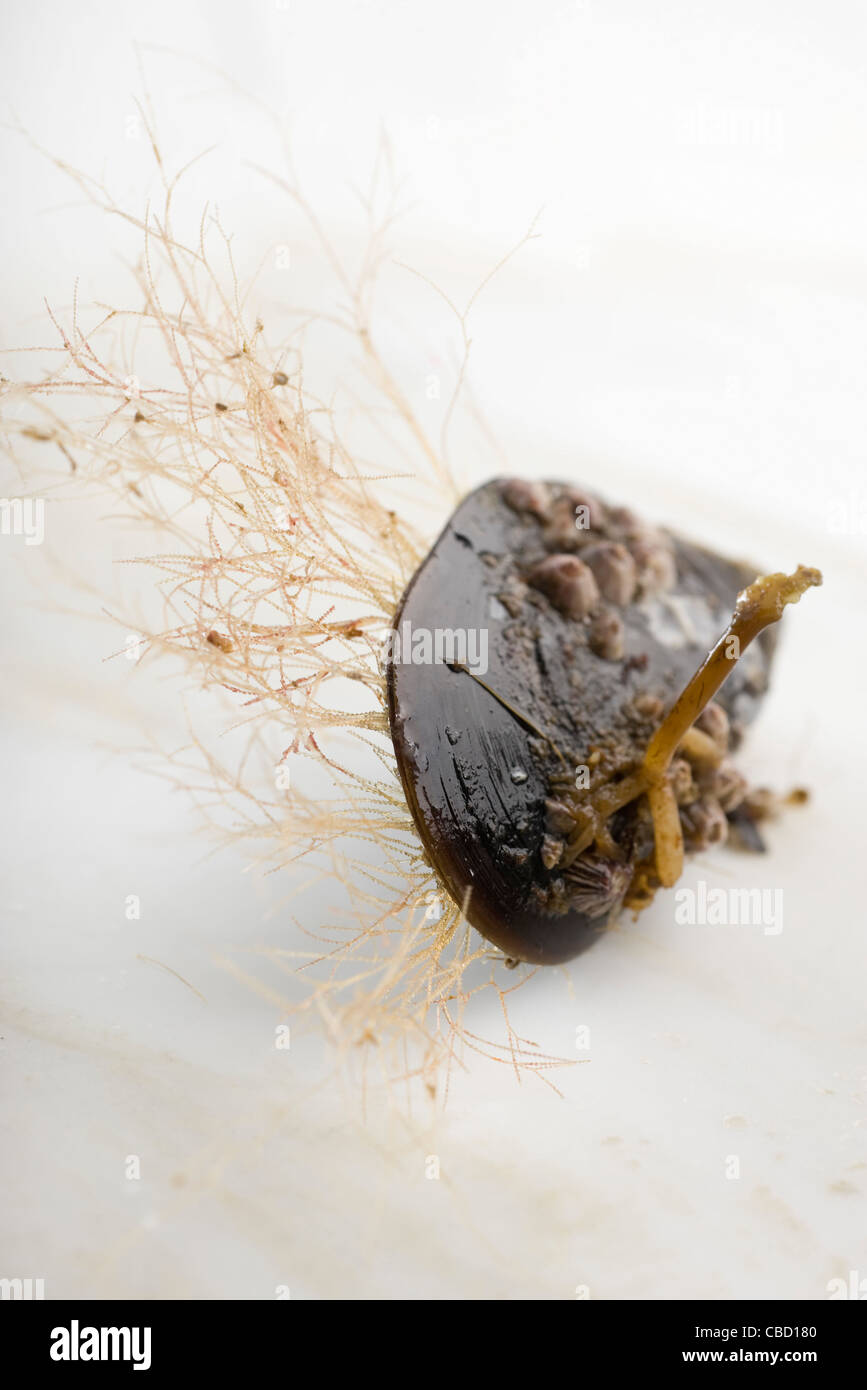 Mejillón fresco Foto de stock