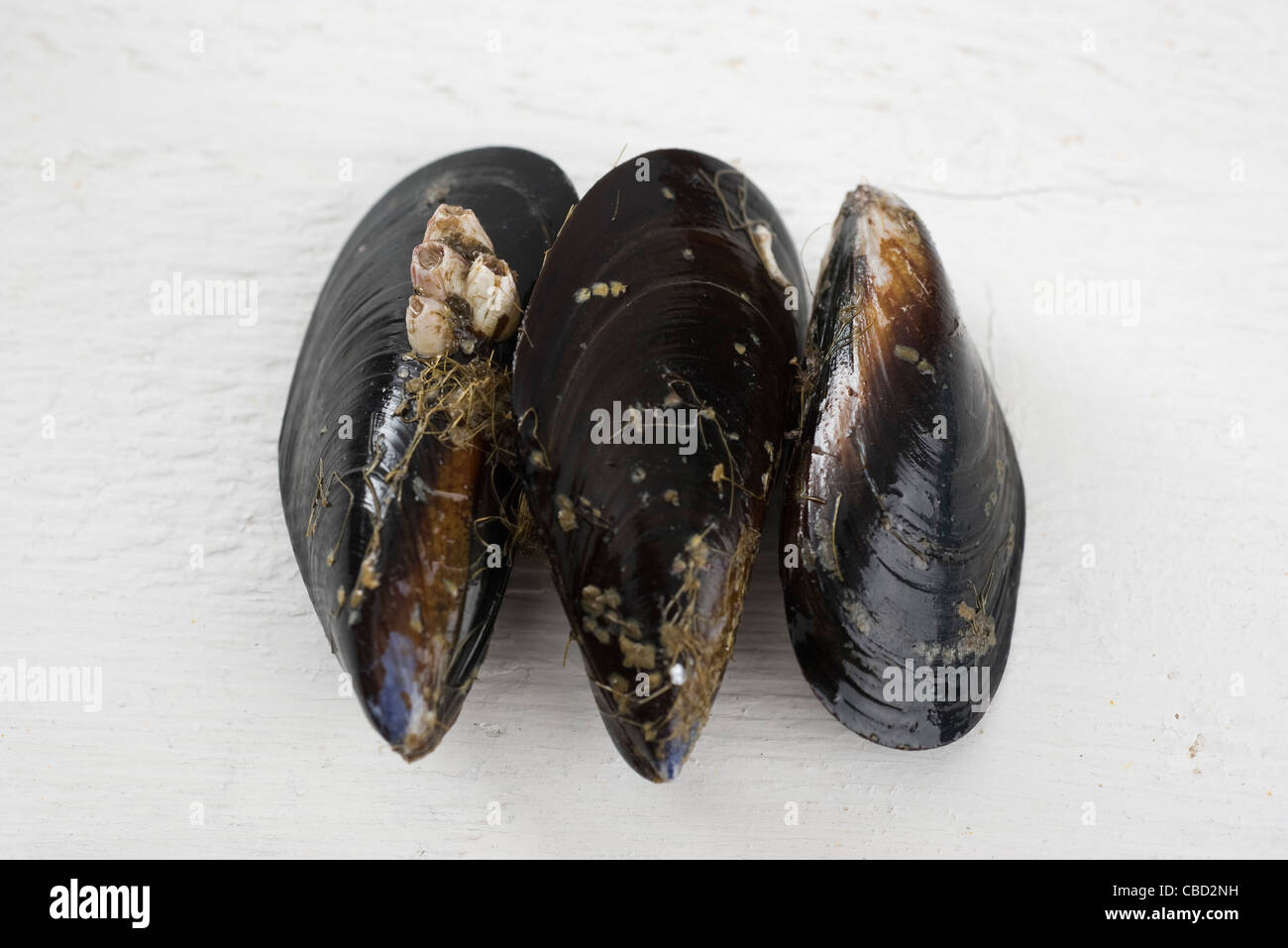 Mejillones frescos Foto de stock
