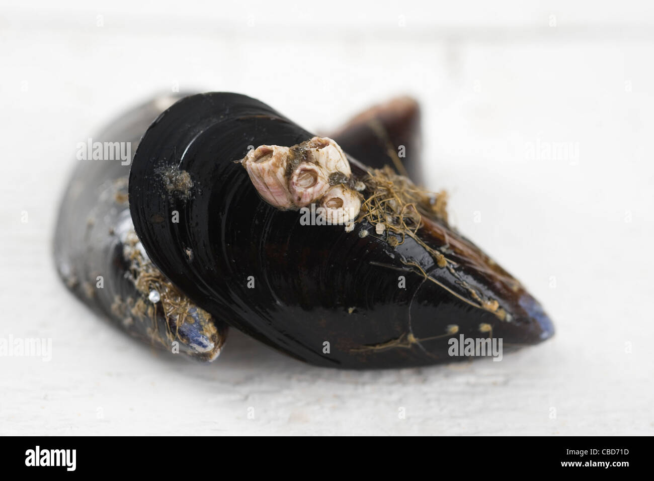 Mejillones frescos Foto de stock