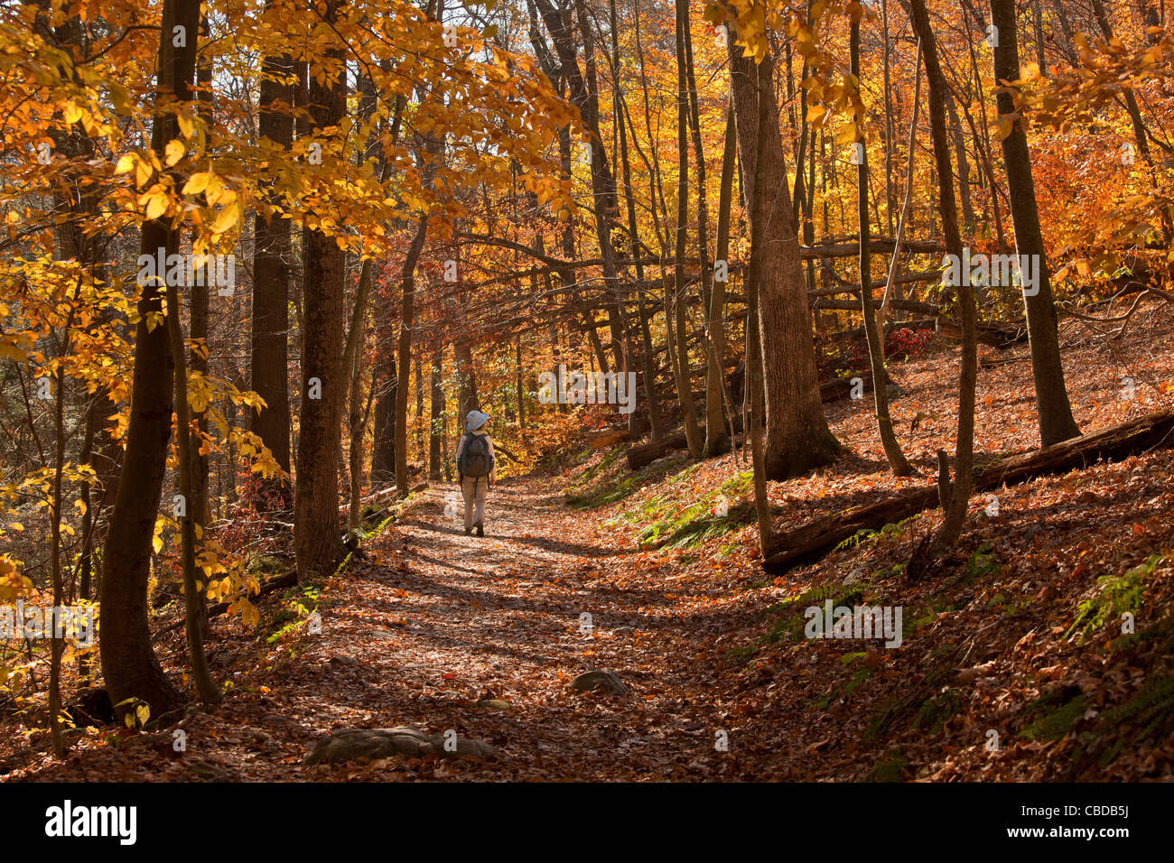 Walker en el Appalachian Trail (AT) en otoño en Delaware Gap, Nueva Jersey, EE.UU. Foto de stock