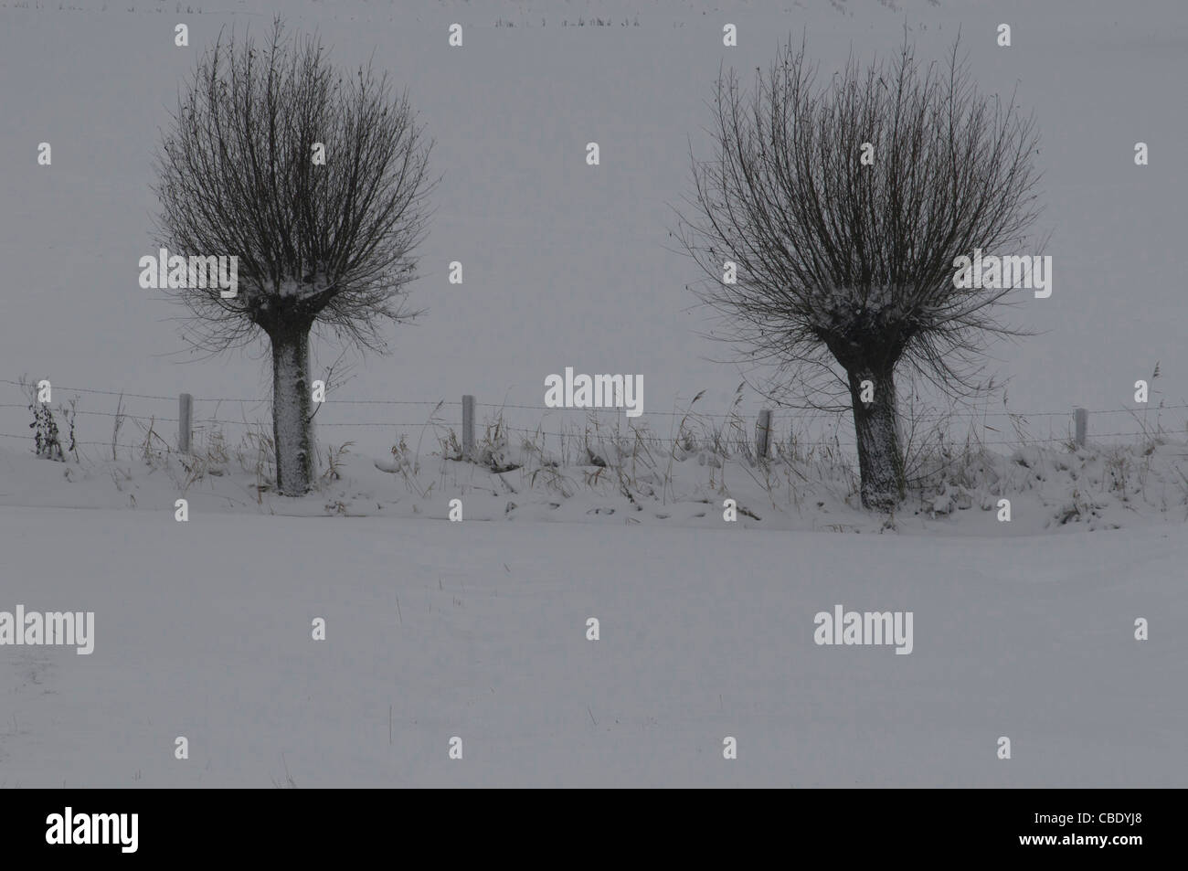 Misty árboles en un paisaje de nieve. valla, carretera, niebla Foto de stock