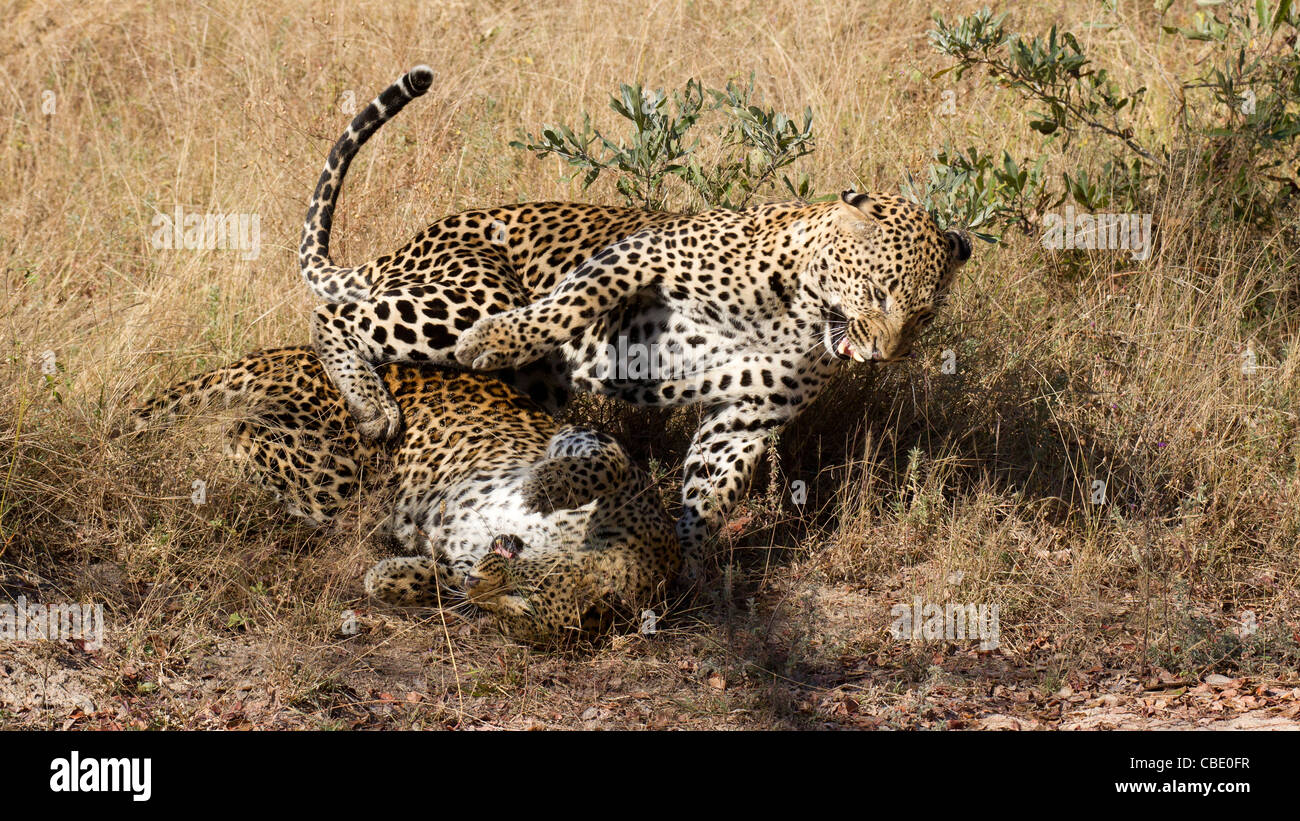 Leopardo de apareamiento. Foto de stock