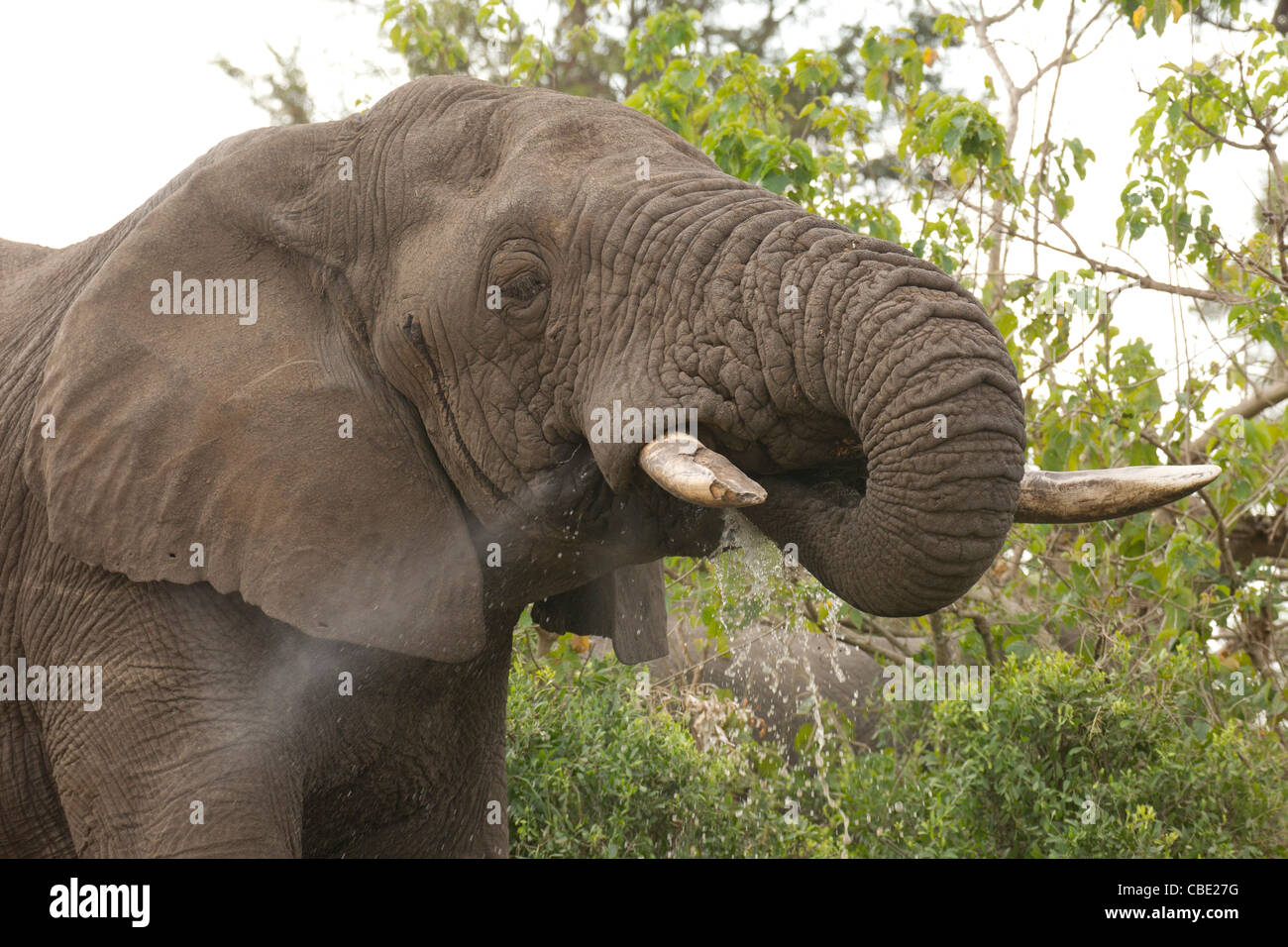 Elefante africano bebiendo una merecida bebida en el Parque Nacional Kruger en Sudáfrica. Foto de stock