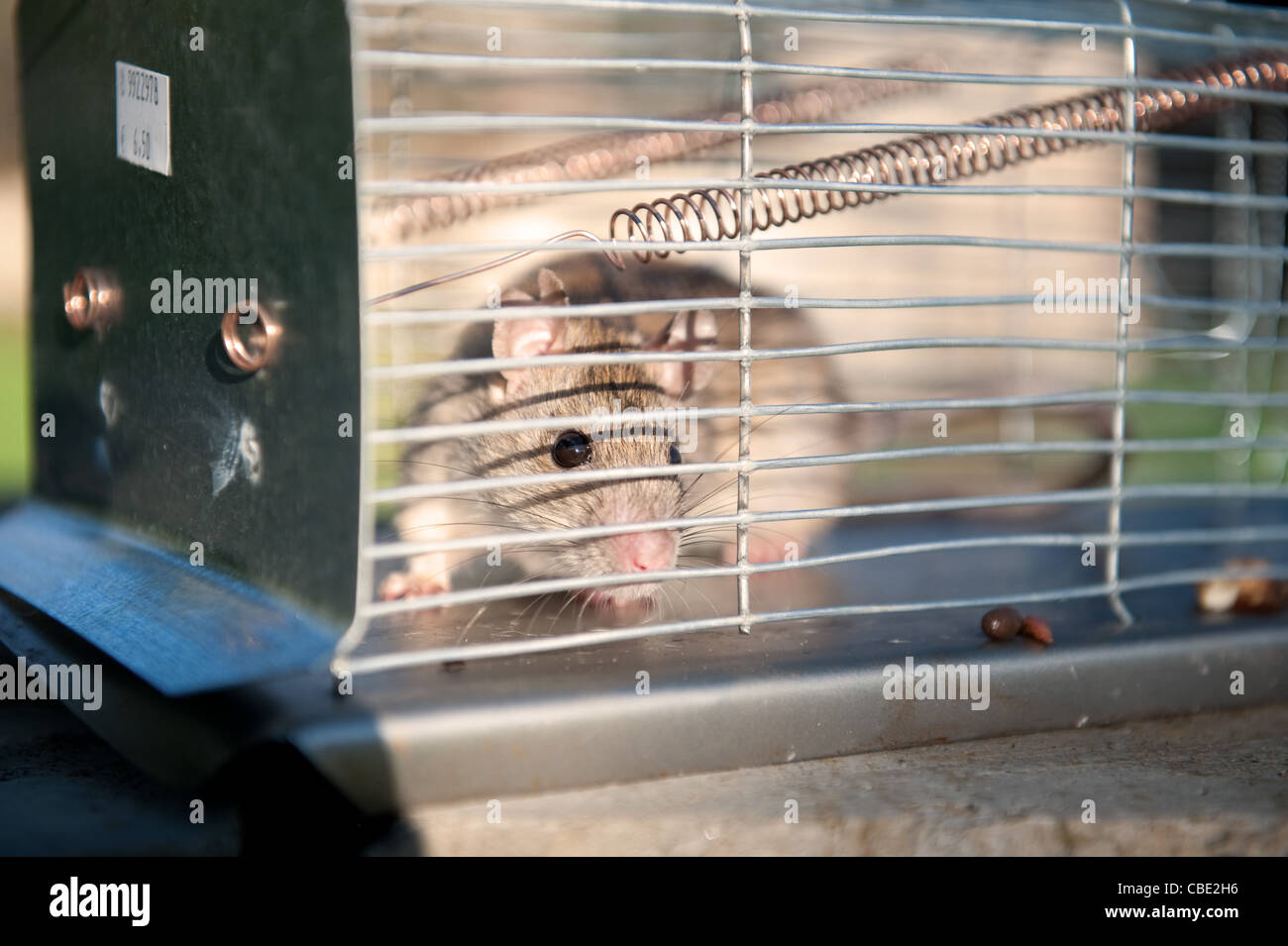 Trampa para ratas fotografías e imágenes de alta resolución - Alamy
