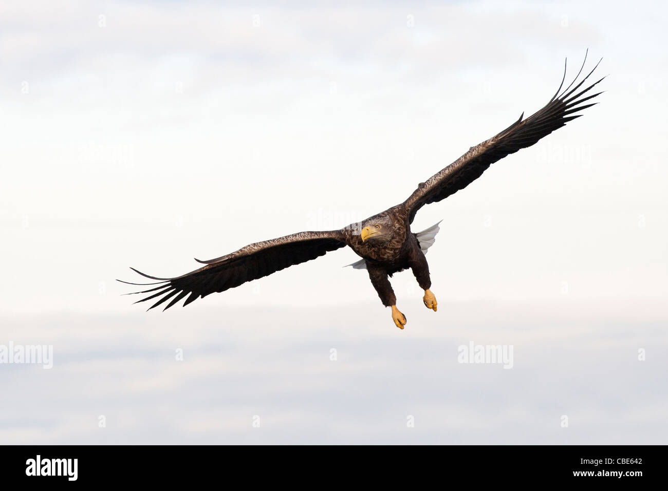 El águila de cola blanca (Hailaeetus albicilla), el norte de Europa Foto de stock