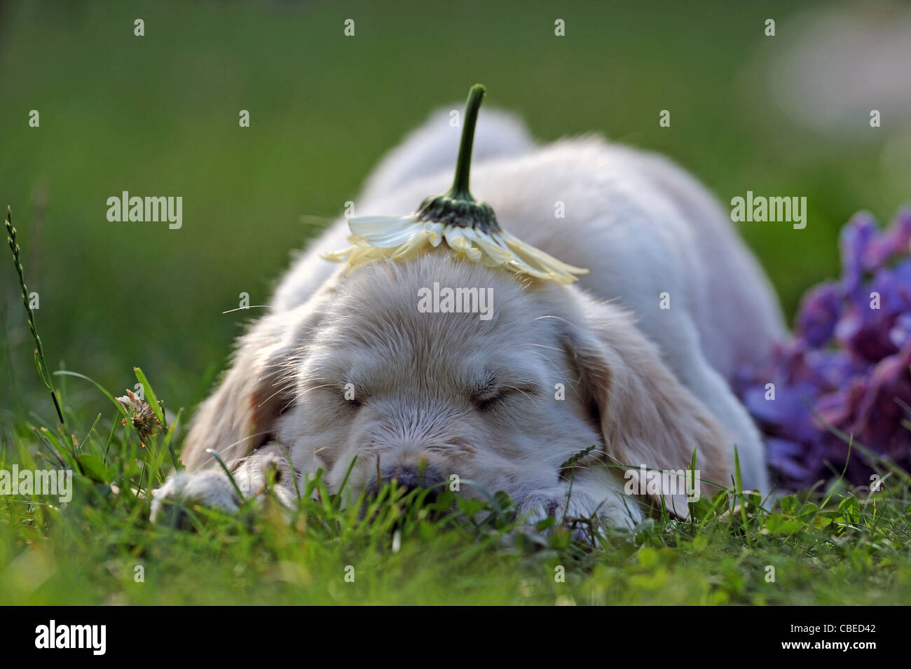 Golden Retriever (Canis lupus familiaris). Cachorro durmiendo con una flor invertida como una gorra sobre su cabeza. Foto de stock