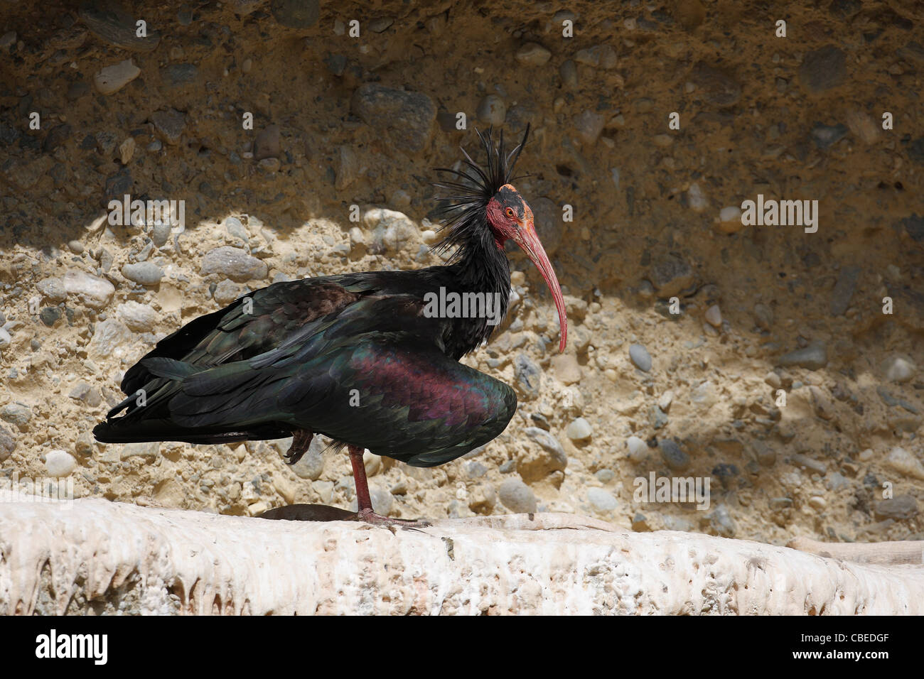 El ibis calvo (Geronticus eremita). Adulto de pie sobre una cornisa rocosa. Foto de stock