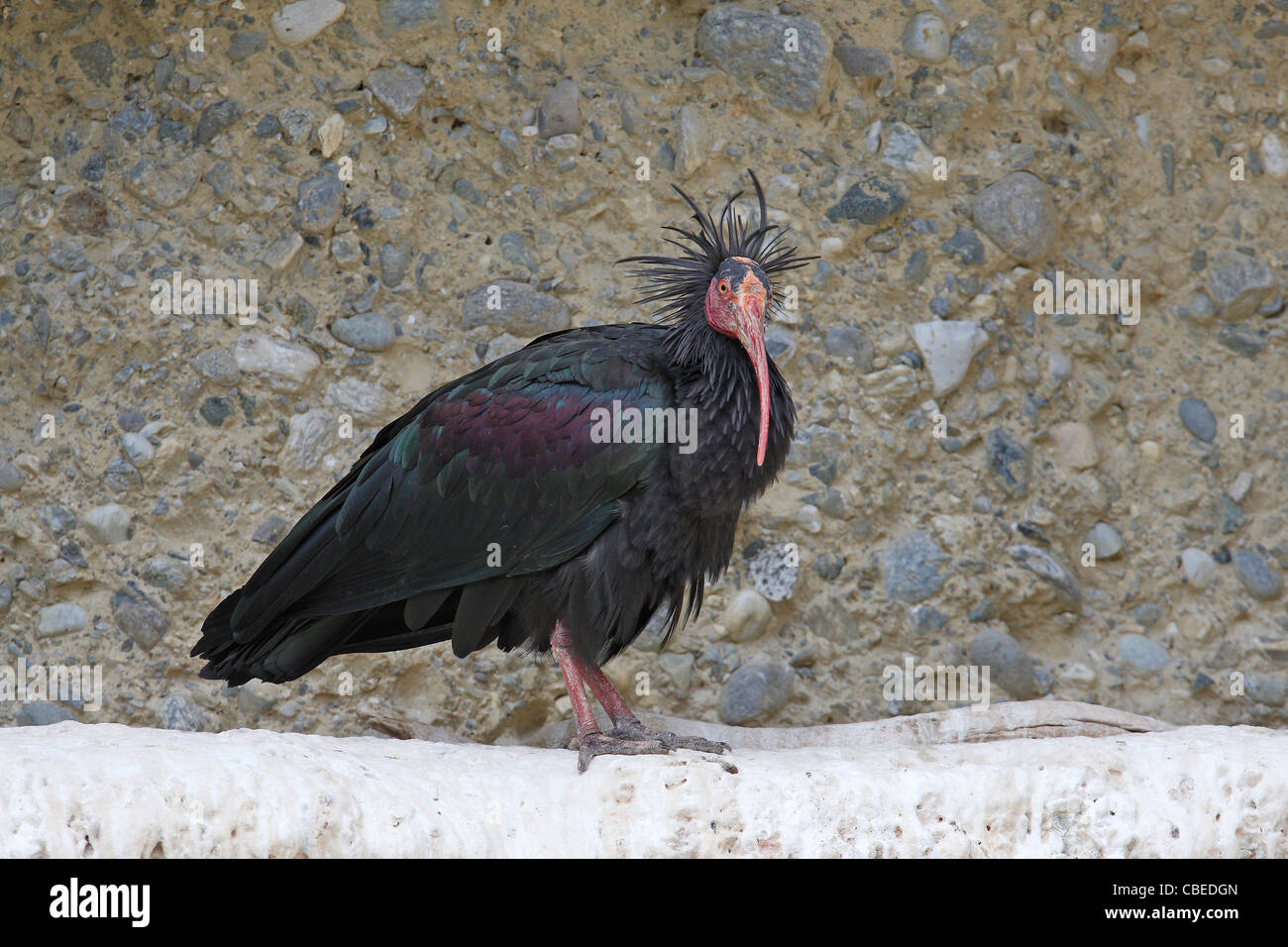 El ibis calvo (Geronticus eremita). Adulto de pie sobre una cornisa rocosa. Foto de stock