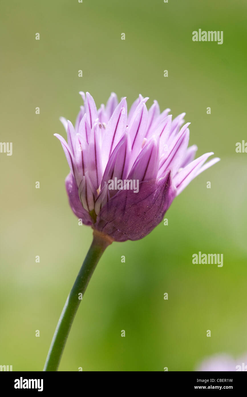 Mezcla De Flores Moradas De Cebolla De Alium Schoenoprasum Y Flores Blancas  De Garbanzos Boreales Foto de archivo - Imagen de flores, rosa: 248954372