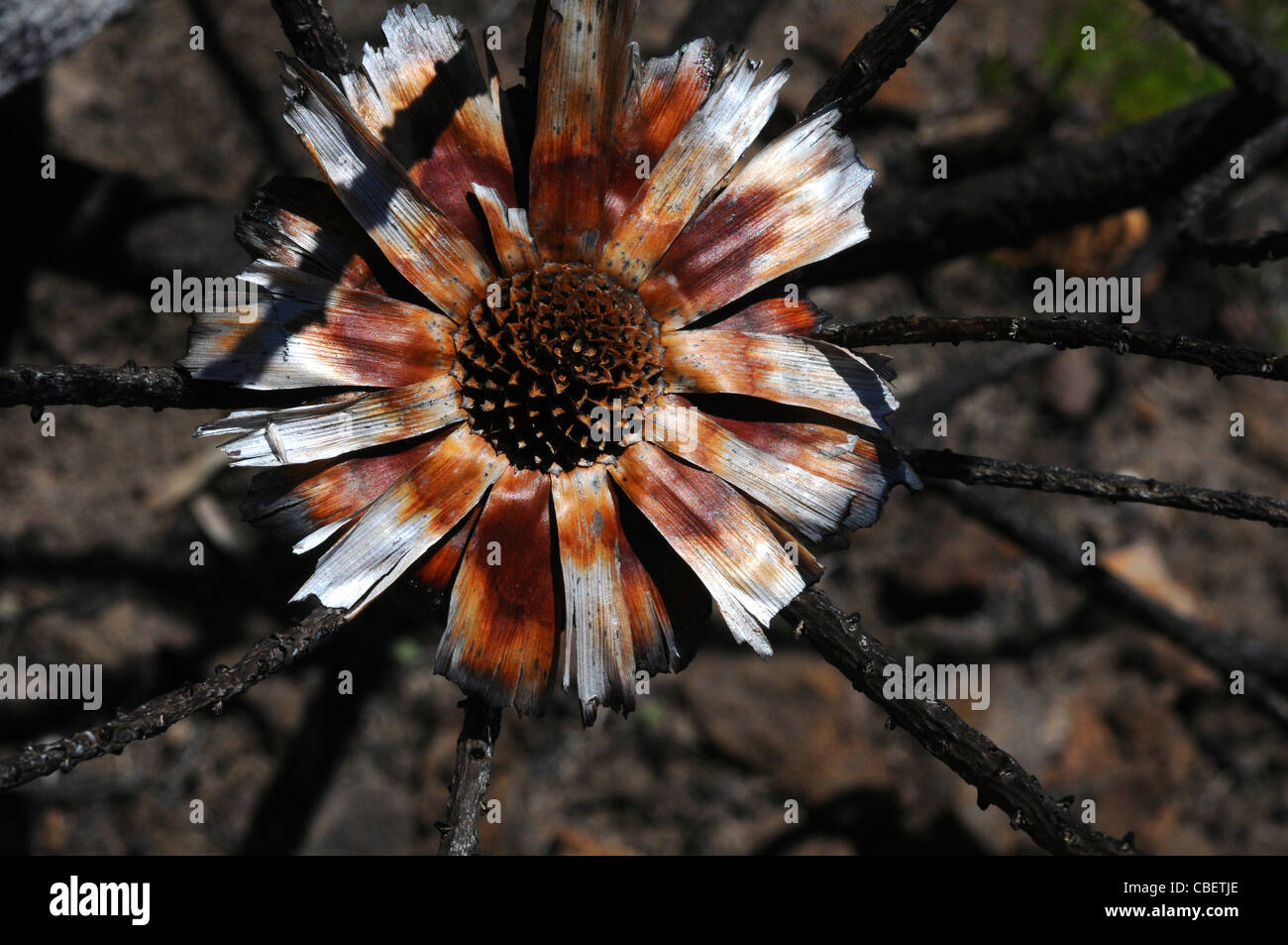 Un abierto seedless Protea Flower cabeza después de un devastador incendio Foto de stock