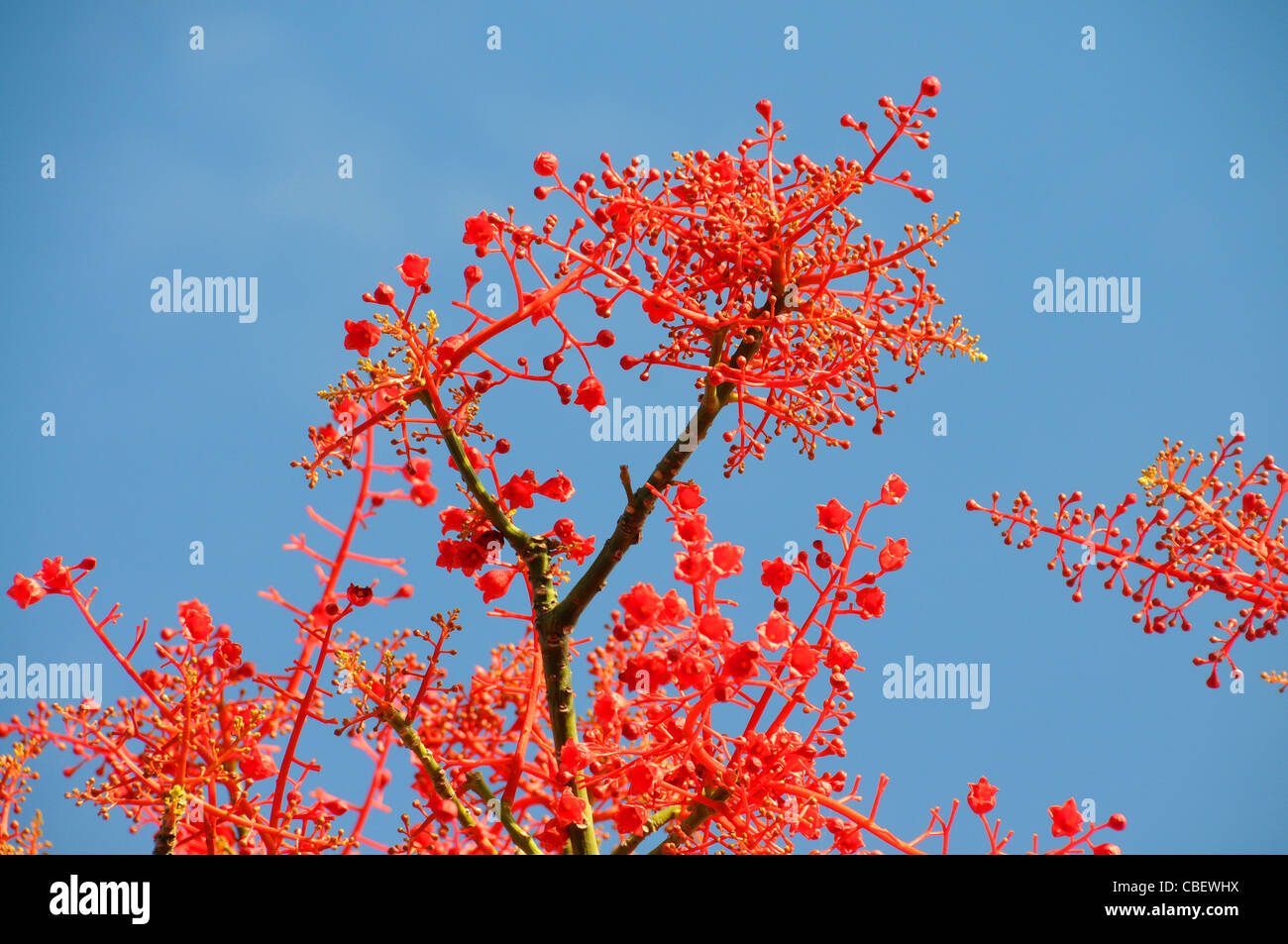 El Flame Tree, Brachychiton acerifolius floración contra el cielo azul Foto de stock