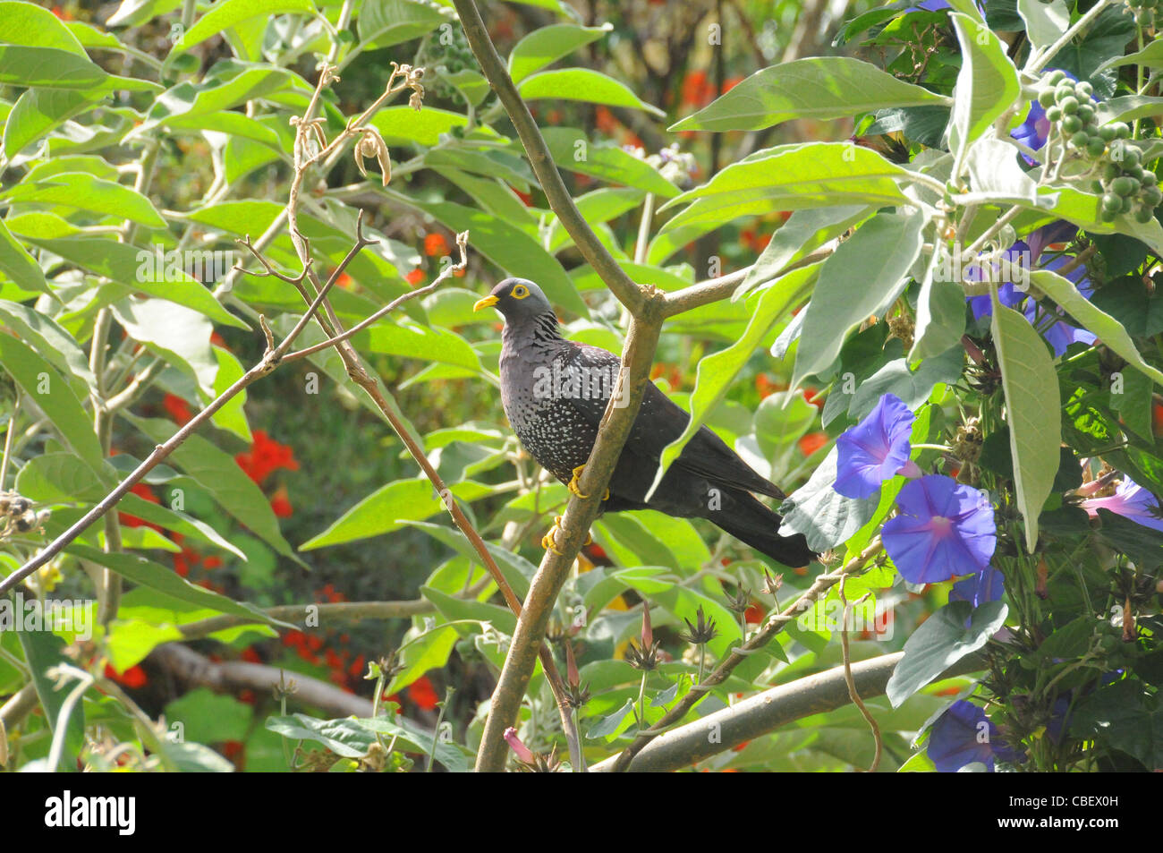 Rameron Pigeon sentado en un árbol de Malezas Bug Foto de stock