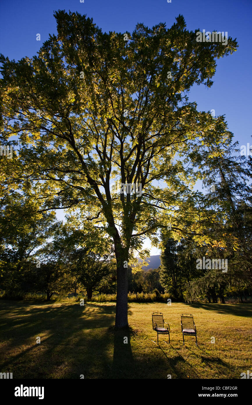 Dos sillas de hierro forjado vacío bajo un gran árbol de nogal al atardecer, cerca de Deerfield, Virginia. Foto de stock