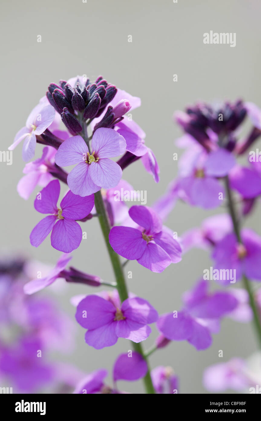 'Erysimum Bowles Malva', alhelí, flores púrpura en una espiga. Foto de stock