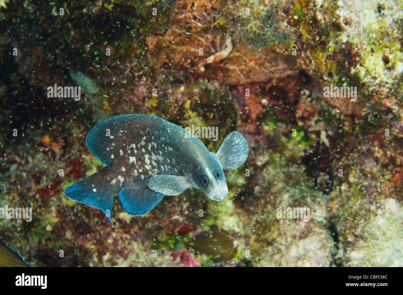 Mayor Soapfish (Rypticus saponaceus), Bonaire, Antillas Neerlandesas, Caribe Foto de stock