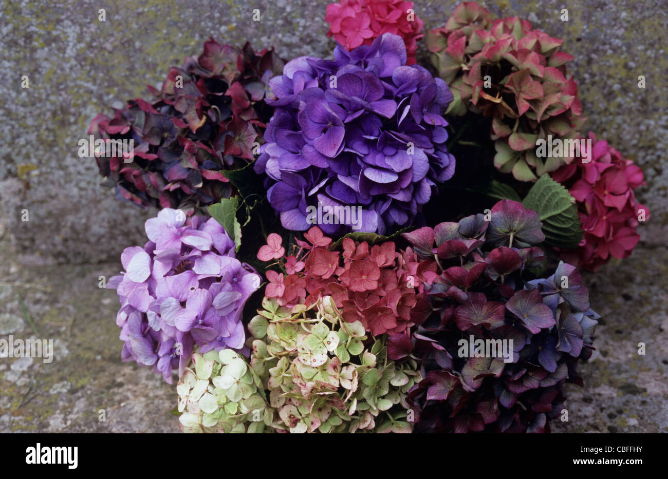 Cerca de diez de mophead flowerheads hortensias de diferentes colores a partir de nata thru rosa y rojo a púrpura Foto de stock