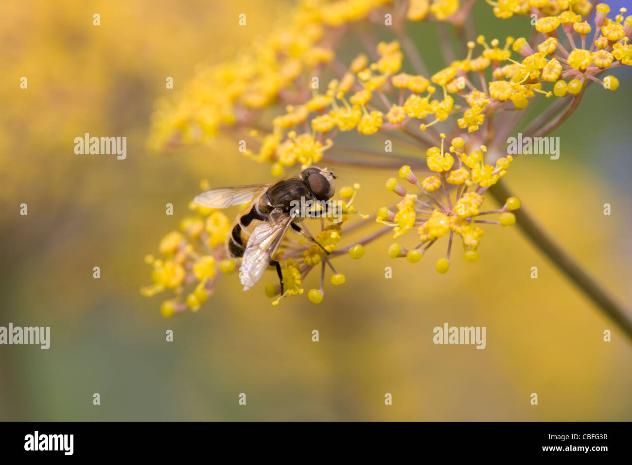 Vuela de flor, Abeja imitar (Eristalis sp) en flor amarilla Foto de stock