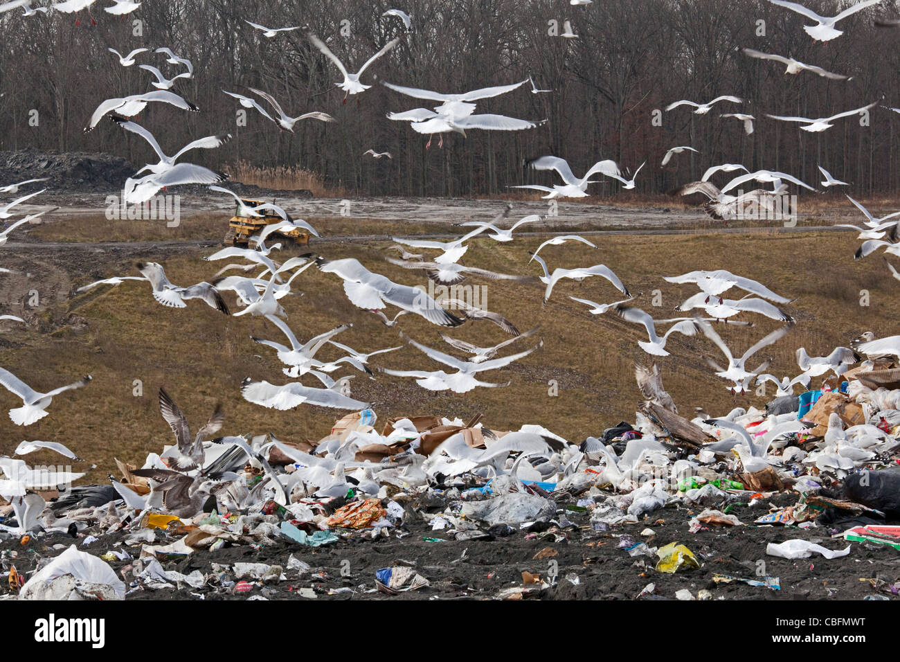 Smith's Creek, Michigan - Gaviotas pululan alrededor de la basura en un vertedero. Foto de stock