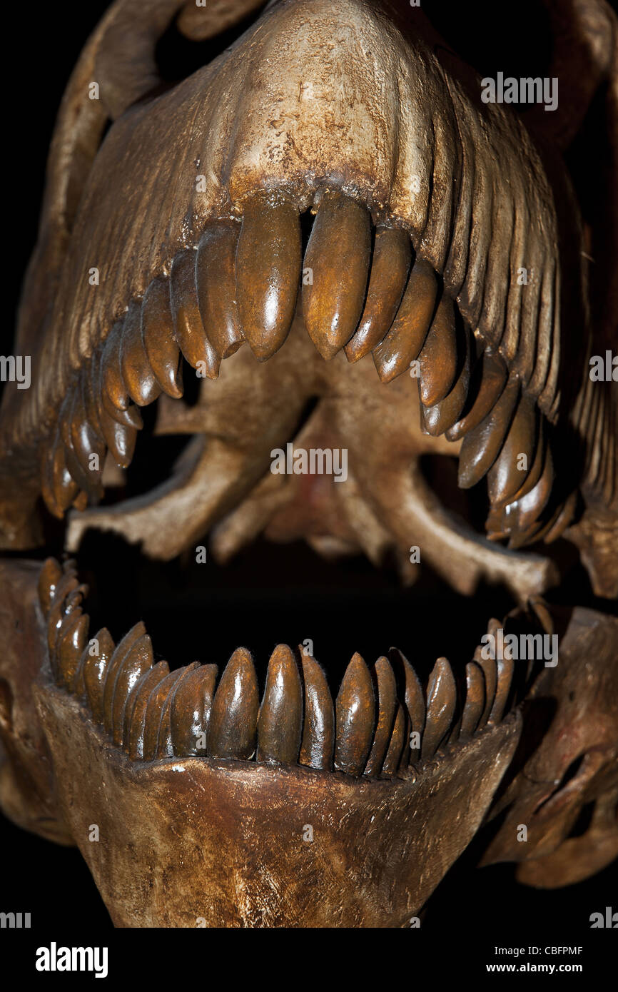 Dinosaur mouth fotografías e imágenes de alta resolución - Alamy