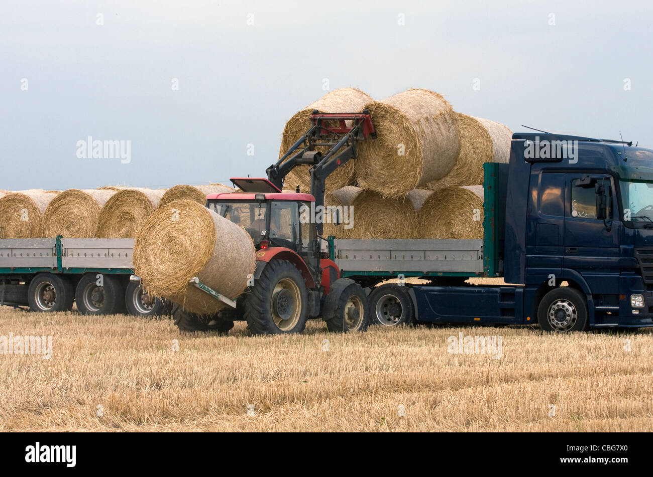 Tractor de carga en el camión de carga de heno. Foto de stock