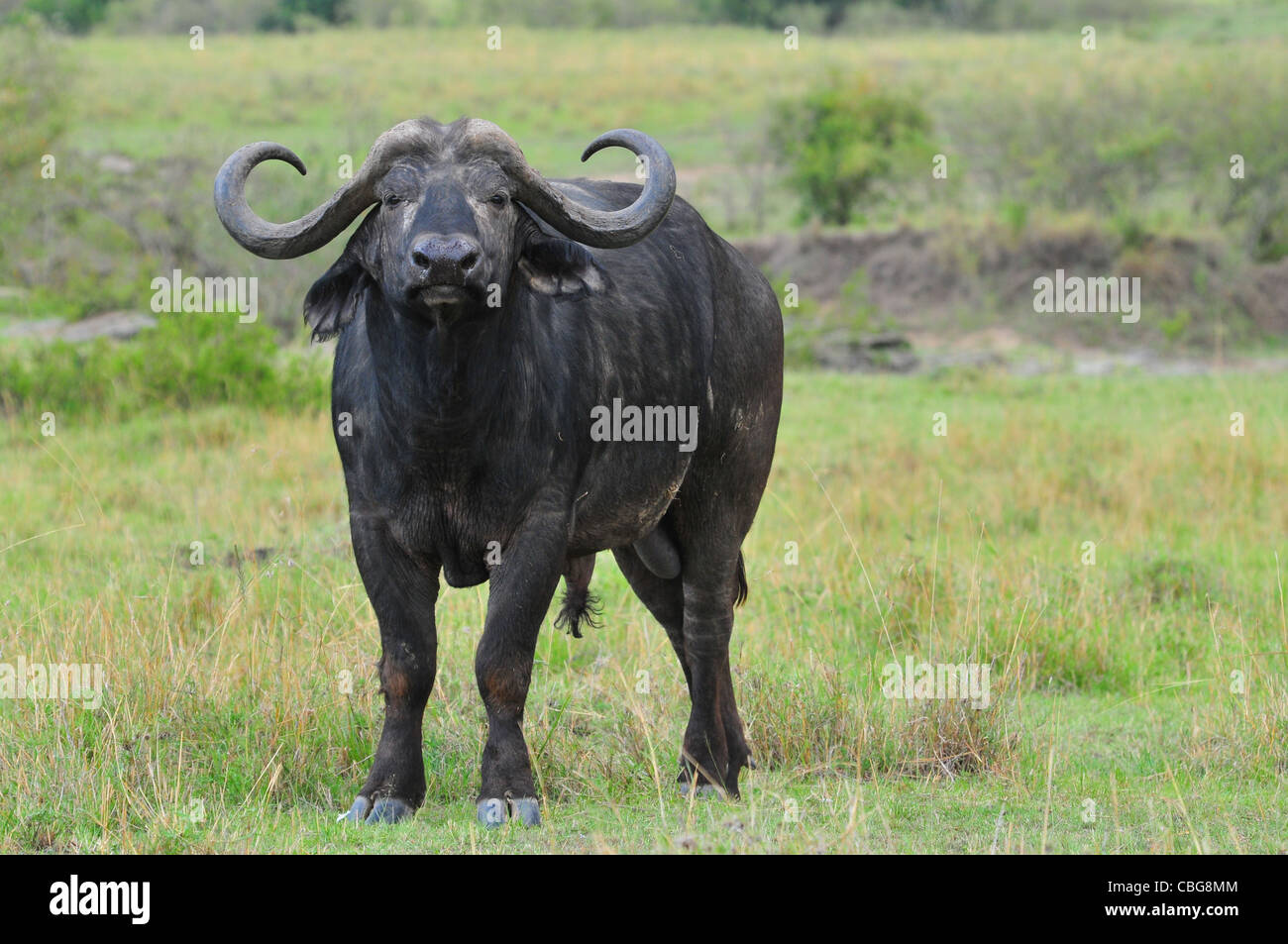 Cape Buffalo, Masai Mara Foto de stock