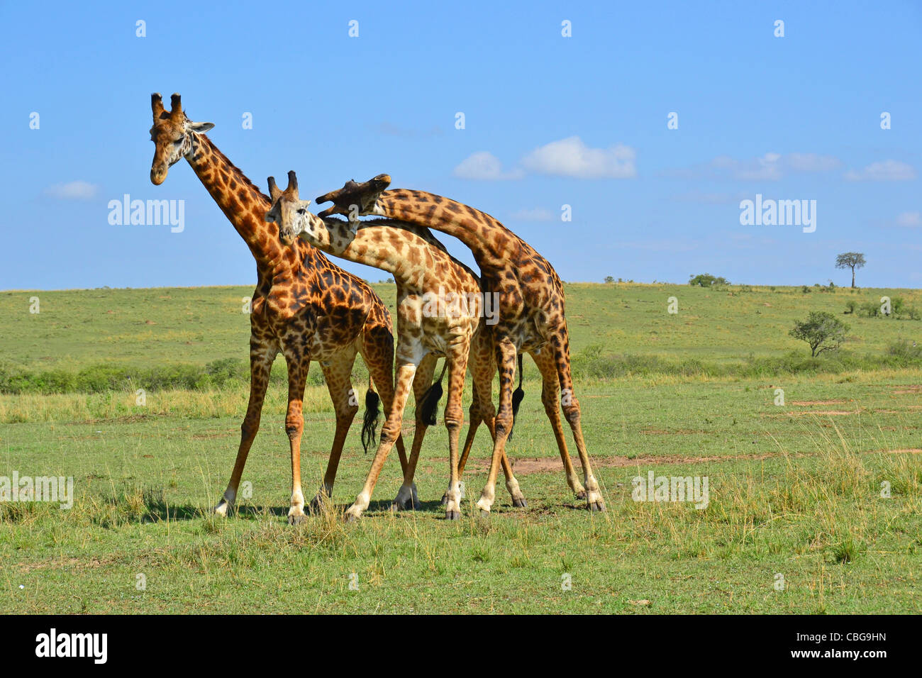 Jirafa Masai Mara Foto de stock
