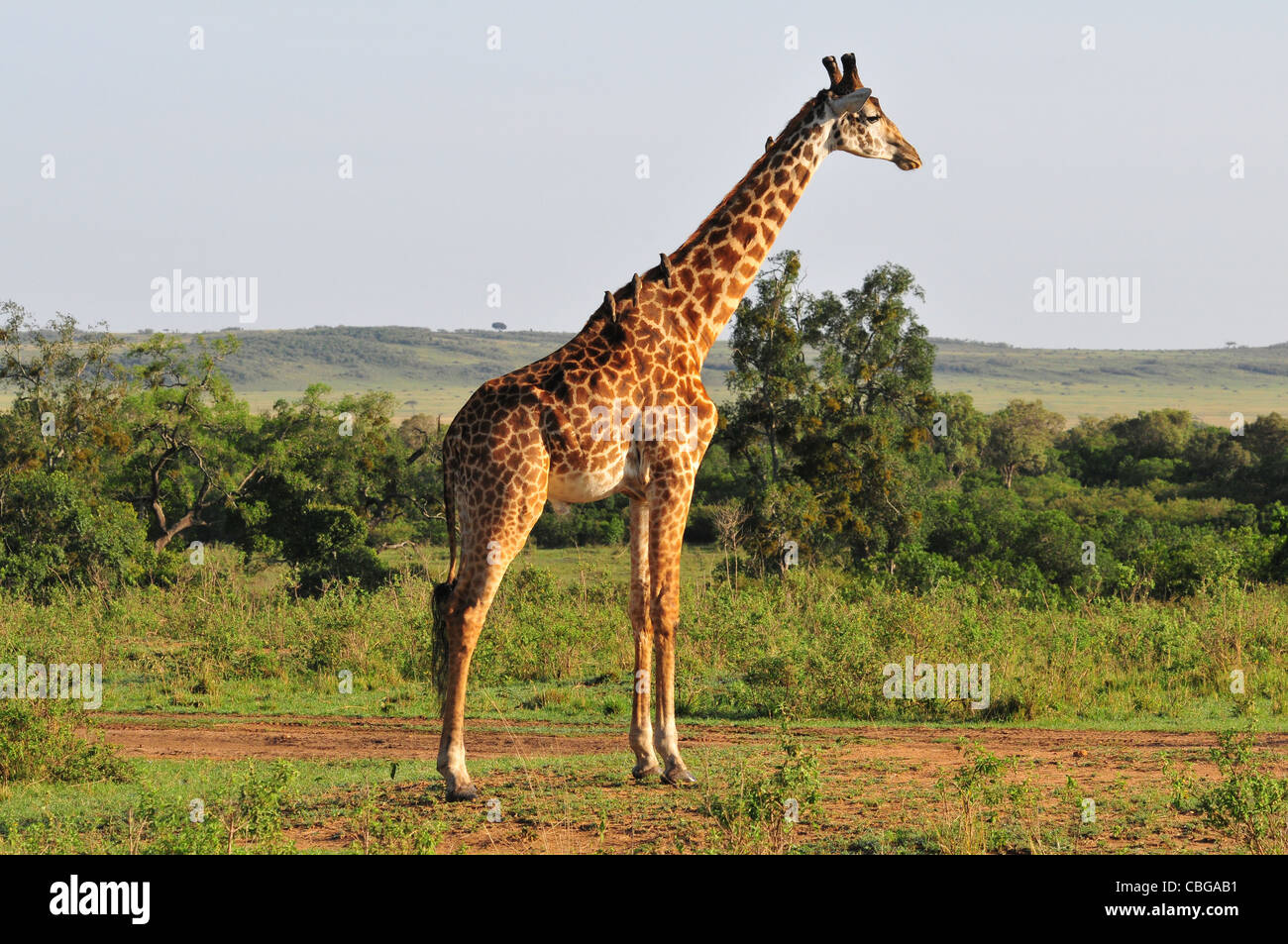 Jirafa Masai Mara Foto de stock
