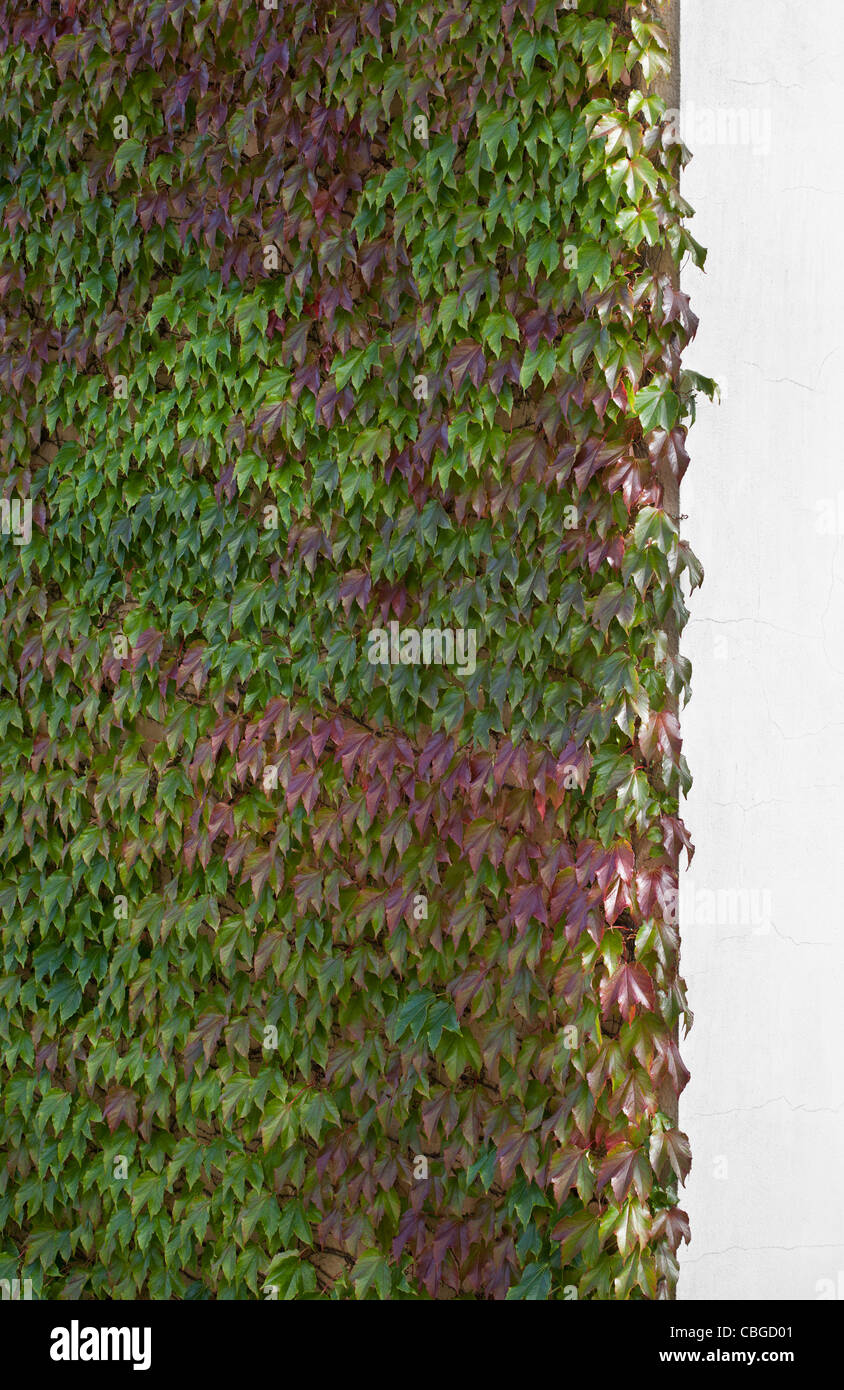 La hiedra de Boston (Parthenocissus tricuspidata) muro de recubrimiento Foto de stock