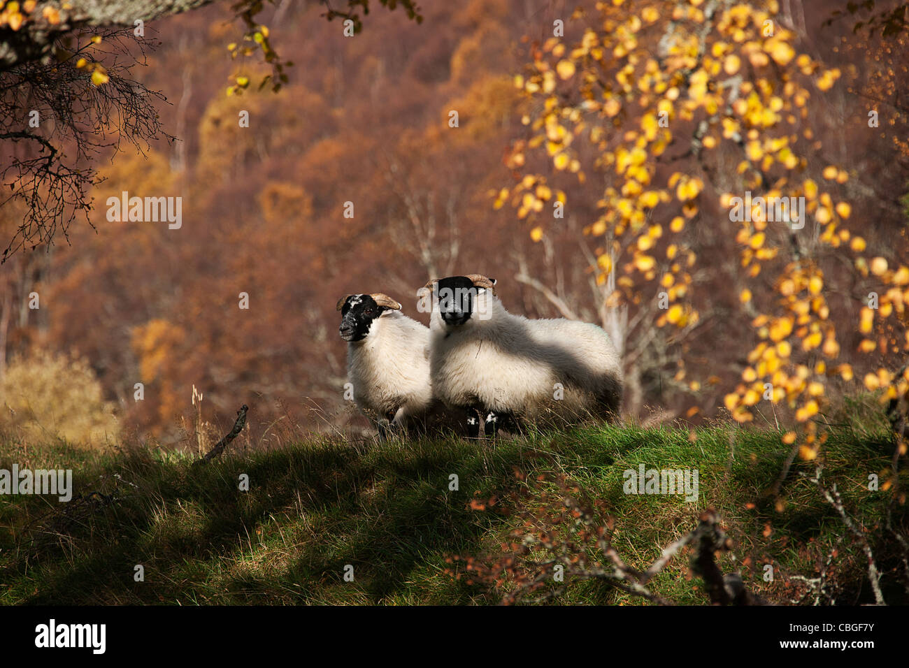 Ovejas en colores del otoño Delnabo Tomintoul Moray.Escocia. Foto de stock