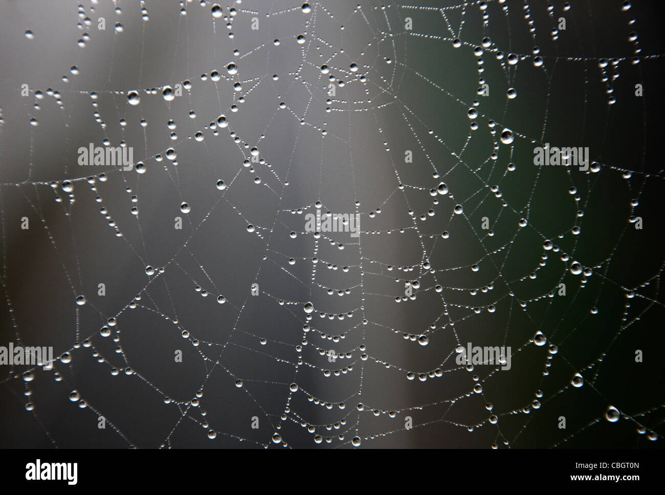Spiderweb, mojado con gotas de agua. Foto de stock