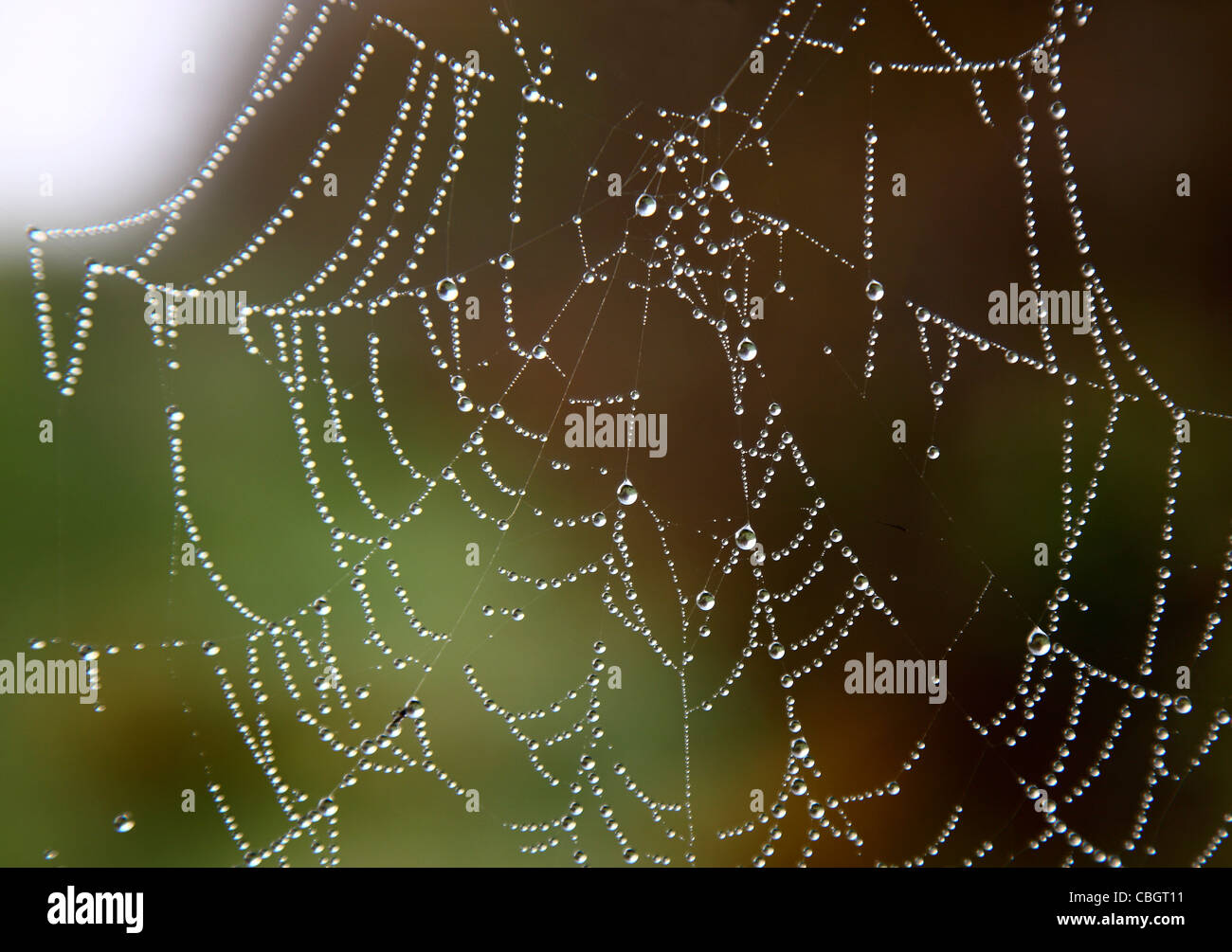 Spiderweb, mojado con gotas de agua. Foto de stock