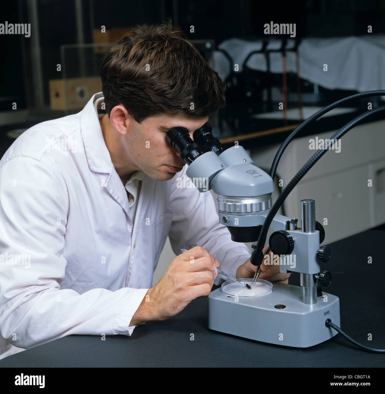 Investigador estudiar mediante microscopio binocular de baja potencia en el laboratorio Foto de stock