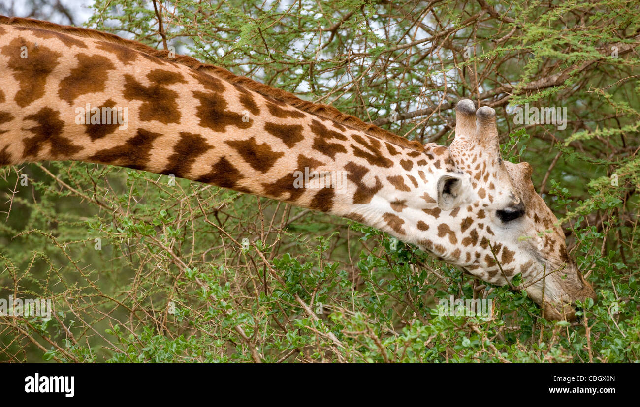 Jirafa Giraffa camelopardalis tippelskirchi masai en Parque Nacional Tsavo Kenya doblando a alimentar en ramas inferiores del árbol de acacia Foto de stock